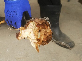 カミキリムシの幼虫