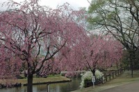 2013年　桜① 010