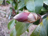 P1000917(1)