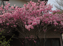 ピンクヤシオ一番-1(1)