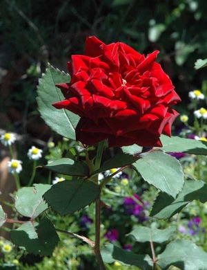 レッドドリーム