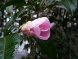 P1000872(1)