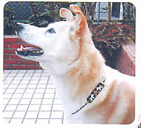 pon-7