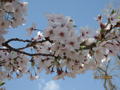 20110403 022