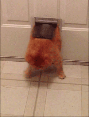 https://i.imgur.com/Hy8j8Tz.gif