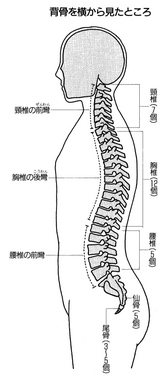 背骨を横から見ると