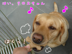 クロエちゃん、ばくし