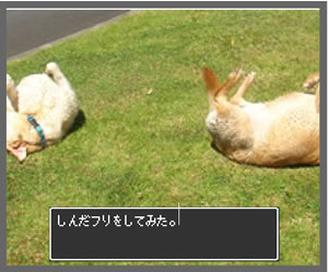 しんだふりをしてみた