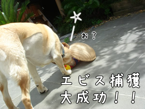 捕獲ーエビス