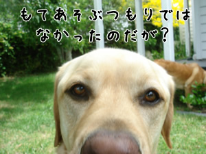 エビス1