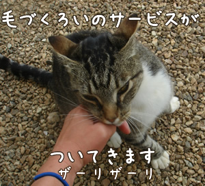 毛づくろいのサービス