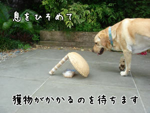 捕獲ー待ち