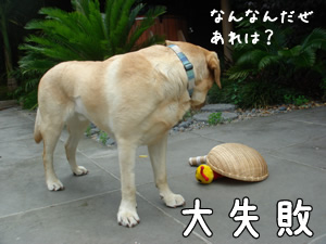 捕獲ー失敗