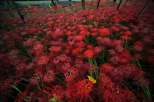 真紅に染める