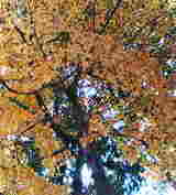 2006¹ÈÍÕ