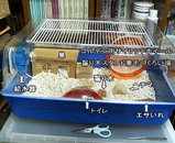 Ponのケージ