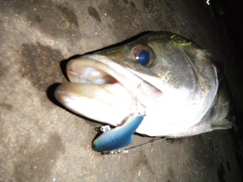 DSCF0021