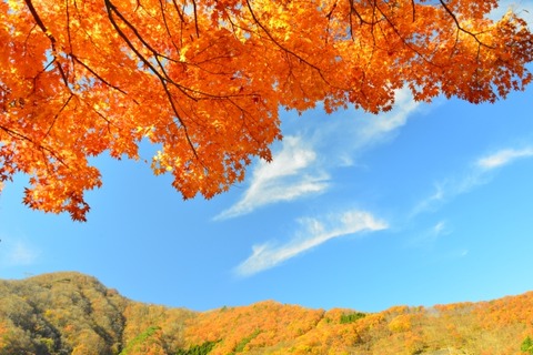 紅葉