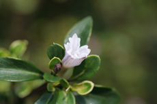 小さな花4