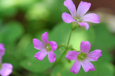 小さな花1