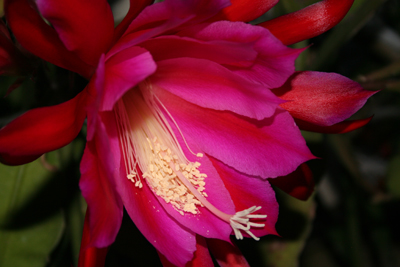 サボテンの花