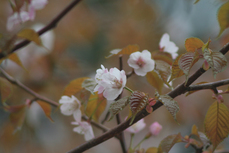 寒桜