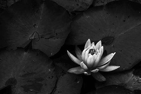 モノクロ原画 花❁❀✿✾ 菜の花に蜂 :: Eiichiro Tachikawa
