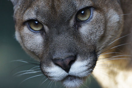 コスタリカのピューマ : Hiroya Minakuchi's Daily Pics.水口博也の