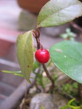 29c1c715.jpg