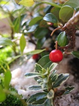 52ba862e.jpg