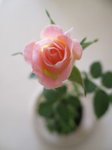 ³«¤»Ï¤á¤¿¥Ô¥ó¥¯¤Î¥ß¥Ëé¬é¯¤ÎÂݶÌ