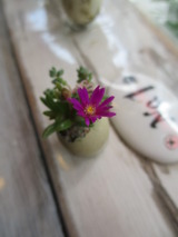 ¥Ò¥á¥¦¥º¥é¡¦¥Ô¥³¥Ã¥È