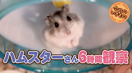 今月のいきもの