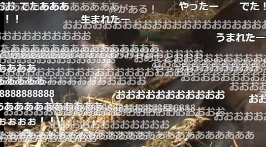 仔馬誕生
