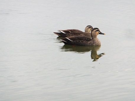 DSCF2391