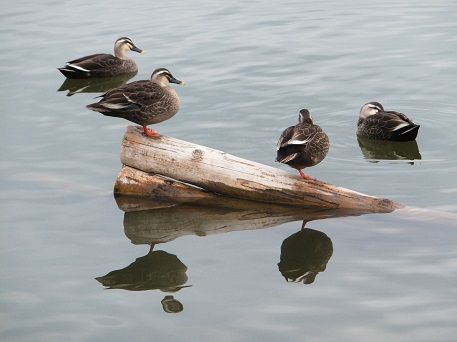 DSCF2401