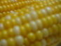 corn3