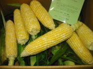 corn2