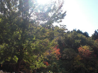 紅葉のはじまり