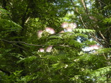 DSCN8427
