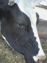 68c53d75.jpg