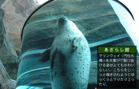 azarashiKan468