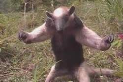 オオアリクイに殺された夫 って そろそろ十周忌じゃね ほっこりちゃんねる