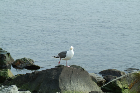 DSCF2037