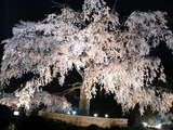 春の枝垂桜
