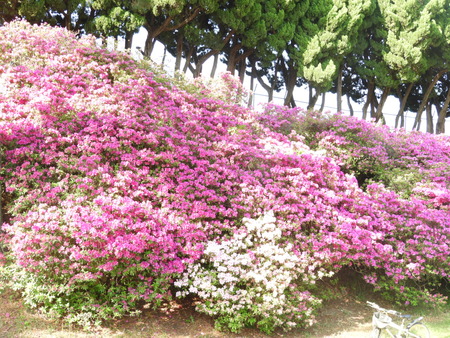 DSCN0988