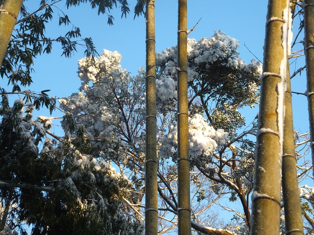 雪景色おさかべ99
