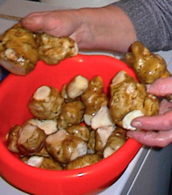 kikuimo