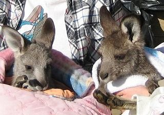 ありすとてれす2