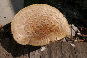 P1010442